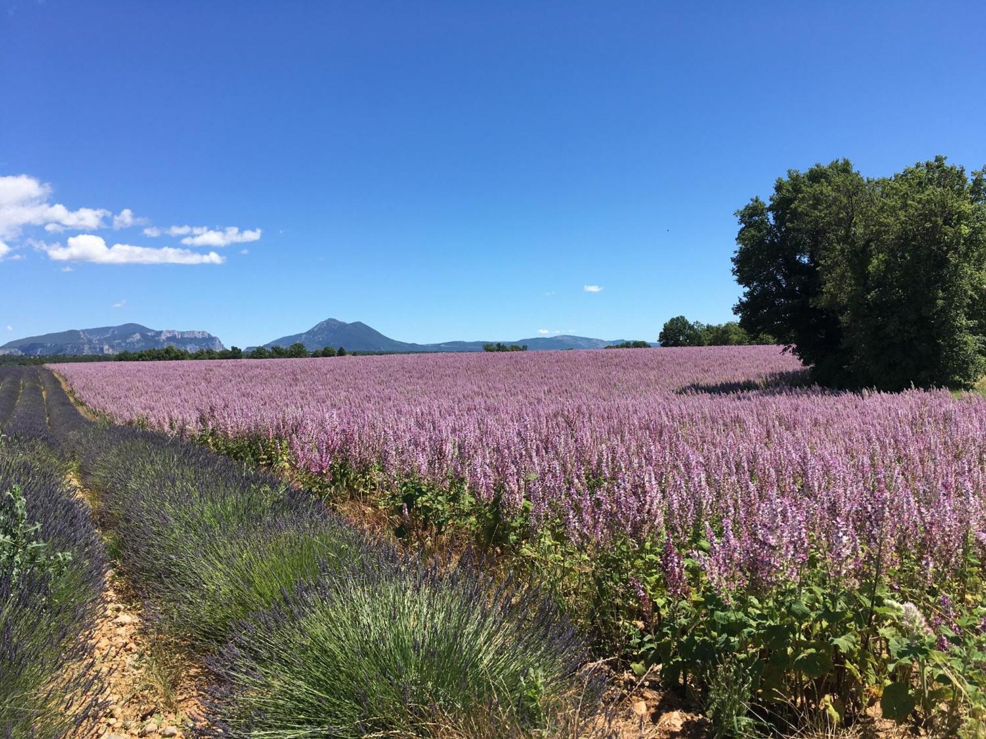 Villa Fontane Provence La Garde-Freinet Ruang foto
